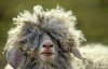 drole-mouton.jpeg