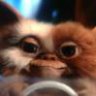 gismo42